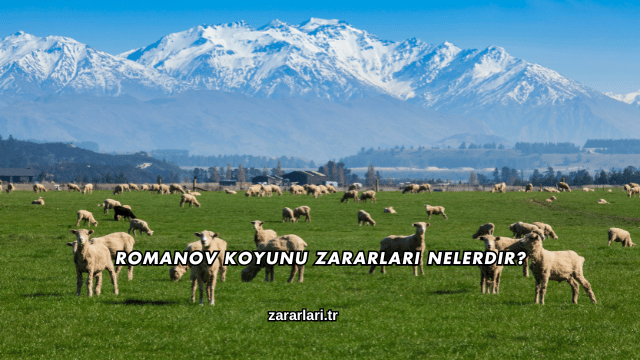 Romanov Koyunu Zararları Nelerdir?