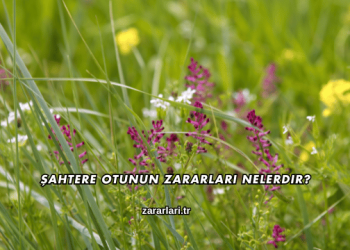 Şahtere Otunun Zararları Nelerdir?