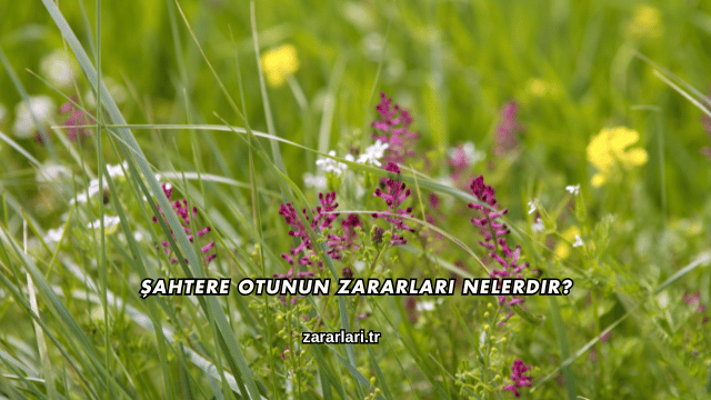 Şahtere Otunun Zararları Nelerdir?