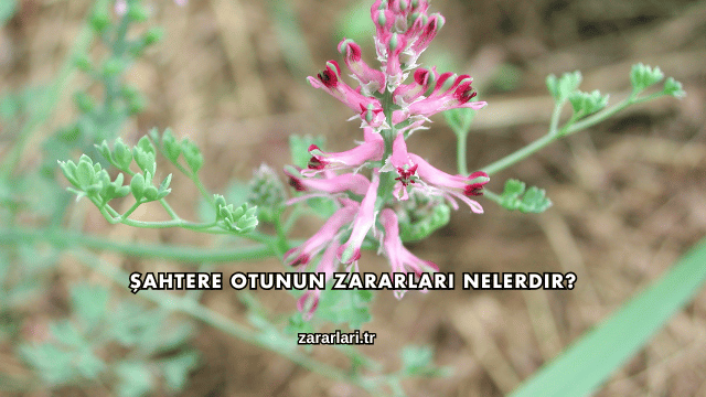 Şahtere Otunun Zararları Nelerdir?