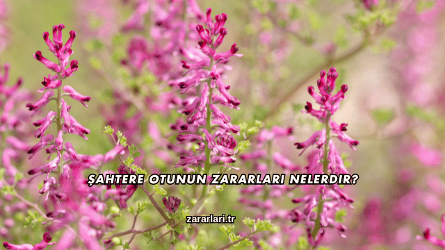 Şahtere Otunun Zararları Nelerdir?