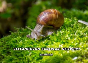 Salyangozun Zararları Nelerdir?
