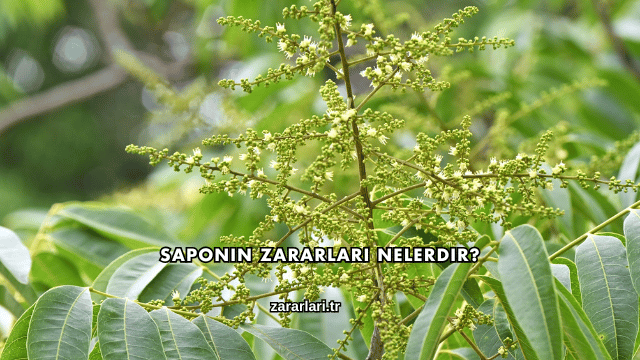Saponin Zararları Nelerdir?