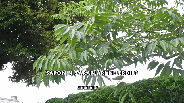 Saponin Zararları Nelerdir?