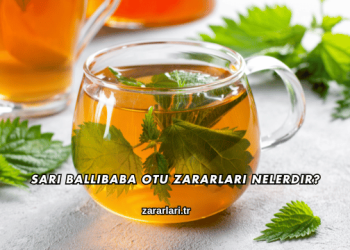 Sarı Ballıbaba Otu Zararları Nelerdir?