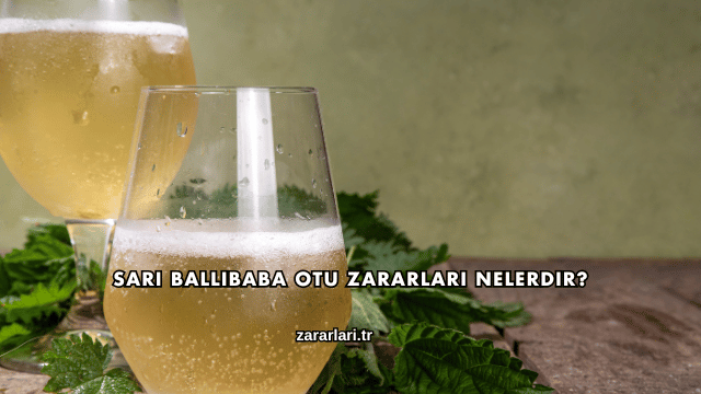 Sarı Ballıbaba Otu Zararları Nelerdir?