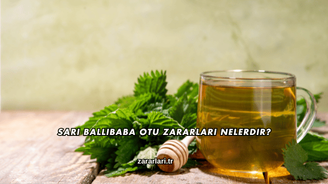 Sarı Ballıbaba Otu Zararları Nelerdir?