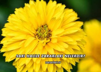 Sarı Halile Zararları Nelerdir?