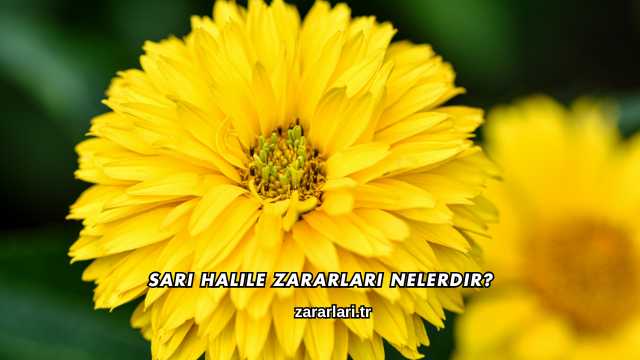 Sarı Halile Zararları Nelerdir?