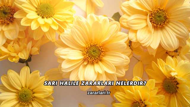 Sarı Halile Zararları Nelerdir?