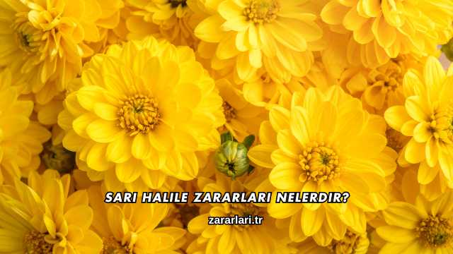 Sarı Halile Zararları Nelerdir?