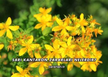 Sarı Kantaron Zararları Nelerdir?