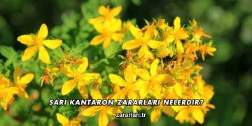Sarı Kantaron Zararları Nelerdir?