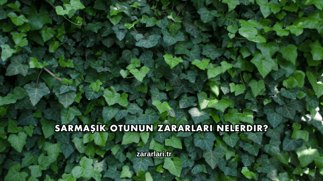 Sarmaşık Otunun Zararları Nelerdir?