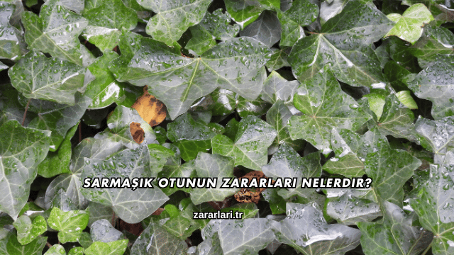 Sarmaşık Otunun Zararları Nelerdir?