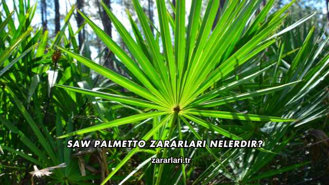 Saw Palmetto Zararları Nelerdir?