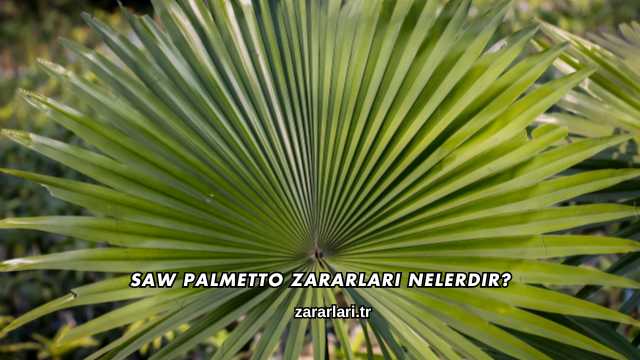 Saw Palmetto Zararları Nelerdir?
