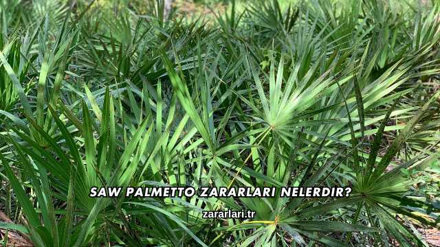 Saw Palmetto Zararları Nelerdir?