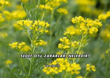 Sedef Otu Zararları Nelerdir?