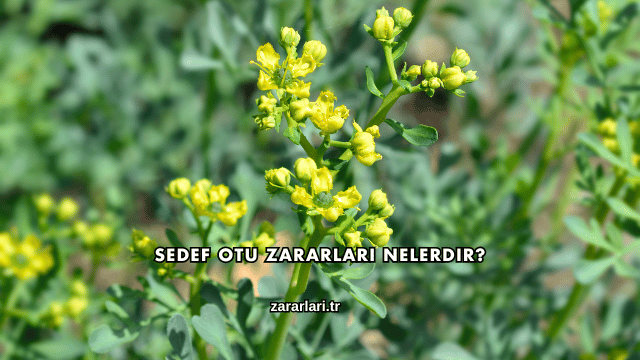 Sedef Otu Zararları Nelerdir?