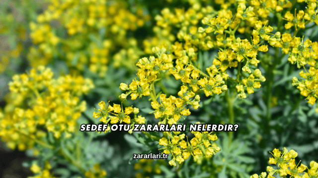 Sedef Otu Zararları Nelerdir?