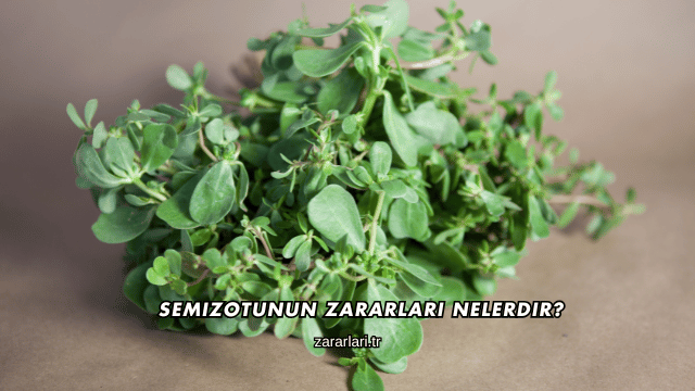 Semizotunun Zararları Nelerdir?
