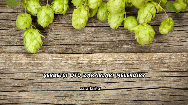 Şerbetçi Otu Zararları Nelerdir?