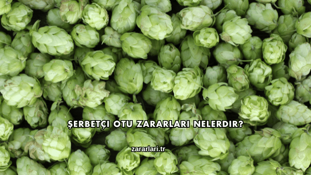 Şerbetçi Otu Zararları Nelerdir?