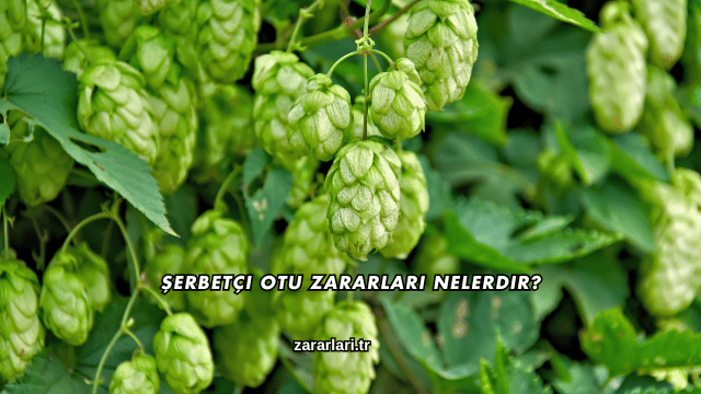 Şerbetçi Otu Zararları Nelerdir?