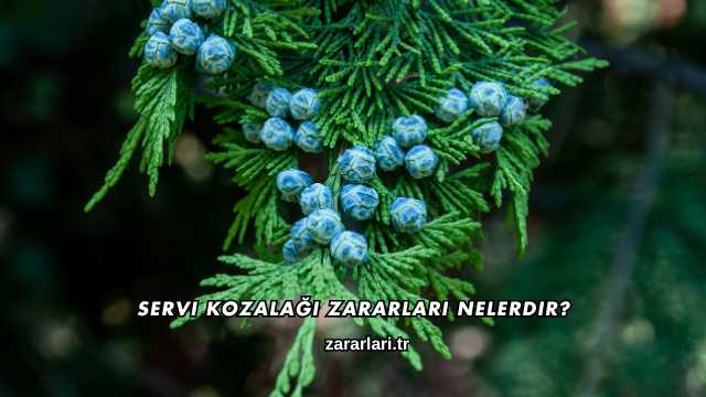 Servi Kozalağı Zararları Nelerdir?