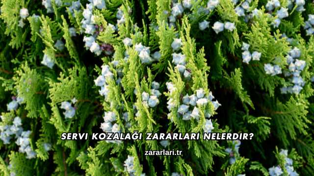 Servi Kozalağı Zararları Nelerdir?