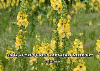 Sığır Kuyruğu Otu Zararları Nelerdir?