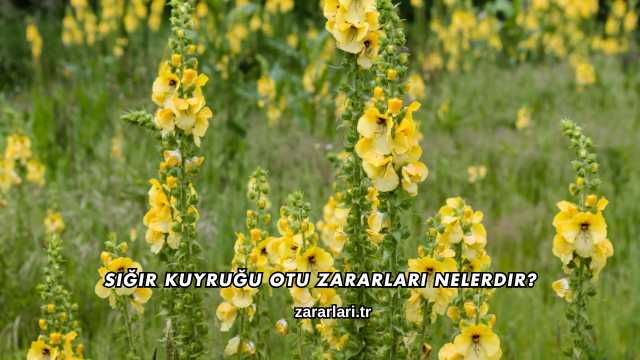 Sığır Kuyruğu Otu Zararları Nelerdir?