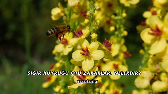 Sığır Kuyruğu Otu Zararları Nelerdir?