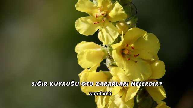 Sığır Kuyruğu Otu Zararları Nelerdir?