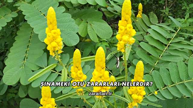 Sinameki Otu Zararları Nelerdir?