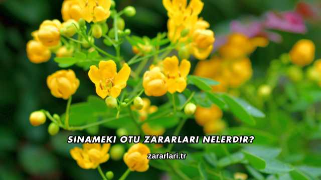 Sinameki Otu Zararları Nelerdir?