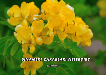 Sinameki Zararları Nelerdir?