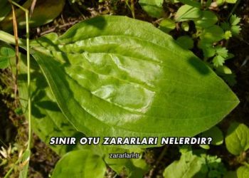 Sinir Otu Zararları Nelerdir?