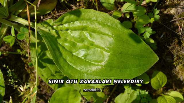 Sinir Otu Zararları Nelerdir?
