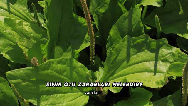 Sinir Otu Zararları Nelerdir?