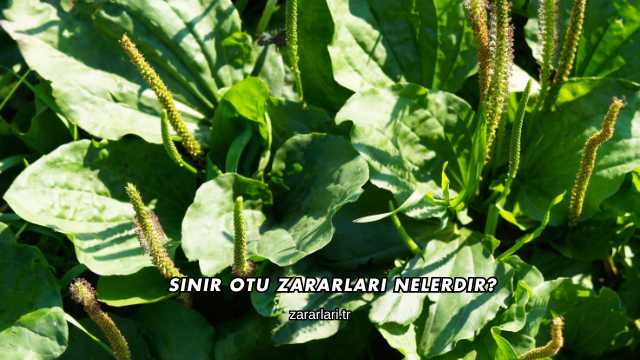 Sinir Otu Zararları Nelerdir?