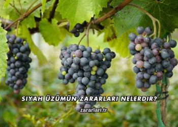 Siyah Üzümün Zararları Nelerdir?