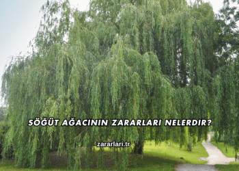 Söğüt Ağacının Zararları Nelerdir?