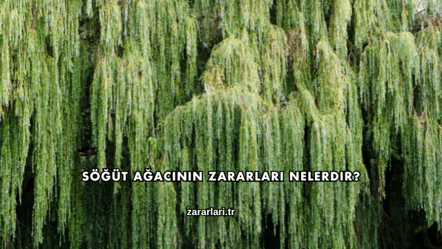 Söğüt Ağacının Zararları Nelerdir?