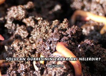 Solucan Gübresinin Zararları Nelerdir?
