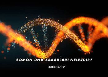 Somon DNA Zararları Nelerdir?