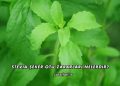 Stevia Şeker Otu Zararları Nelerdir?