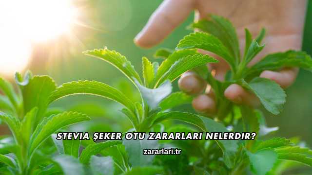 Stevia Şeker Otu Zararları Nelerdir?