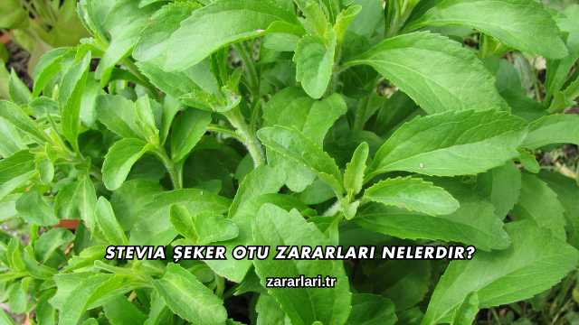 Stevia Şeker Otu Zararları Nelerdir?